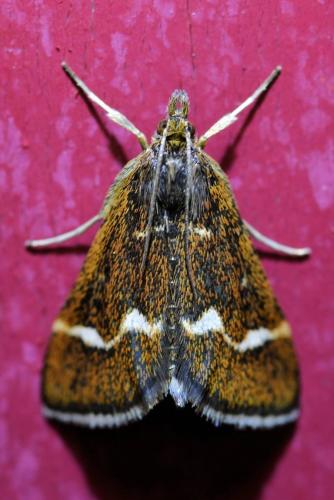 Pyrausta nigrata